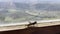 Grasshopper crawling near window in daytime