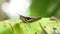 Grasshopper cub on banana leaf