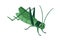 Grasshopper, cute insect with long legs and antennae. Funny green grass hopper, happy amusing childish character from