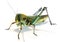 The Grasshopper Cyborg Animal Design Sketch AI model is an advanced artificial intelligence system specifically designed