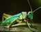 The Grasshopper Cyborg Animal Design Sketch AI model is an advanced artificial intelligence system specifically designed