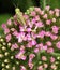 Grasshopper on Dark Pink Yarrow