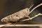 Grasshopper on the dry plant