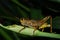 Grasshopper eating grass