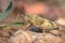 grasshopper eating leaf