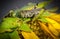 Grasshopper feasts on dying sunflower in autumn day