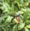 Grasshopper on flower head