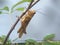 Grasshopper in focus alight on a branch