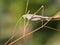 Grasshopper on grass