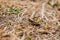 Grasshopper on the grass. Macro photography of an insect.