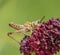 Grasshopper on great burnet flower