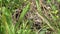 Grasshopper Great Green Bush-cricket Tettigonia viridissima hiding in green grass