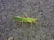 Grasshopper green on black asphalt, view from right side