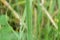 Grasshopper on a green blade of grass. Orthoptera