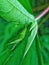 The grasshopper on the green cassava leaves shows its beauty and beauty