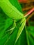 The grasshopper on the green cassava leaves shows its beauty and beauty