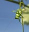 Grasshopper green close-up on background blue sky