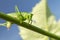 Grasshopper green close-up on background blue sky