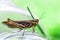 A grasshopper on a green grass background close.