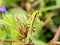 Grasshopper green grass wild closeup insect macro ðŸ¥°