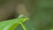 Grasshopper on green leaf in tropical rain forest.