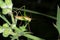 Grasshopper on a green milkweed Bush.