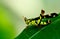 Grasshopper in green nature