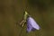 Grasshopper on a Harebell flower.