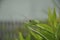 Grasshopper hide in grass. Fauna, flora, animals, macro, insects, large, predator, wallpaper, texture, background