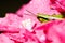 Grasshopper hide between pink flowers