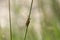 Grasshopper hiding behind some grass