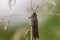 Grasshopper holding on to a straw of grass