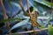 Grasshopper holds fast to a slim branch on a dewy morning