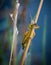 A grasshopper holds to a reed in a Pennsylvania meadow