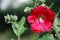 Grasshopper on hollyhock