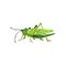 Grasshopper, hopper bug, wild cricket, green locust. Insect with long legs. Small jumping animal. Macro nature, grass