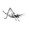 grasshopper illustration design with black and white wpap pop art vector