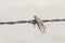 Grasshopper Impaled on Barbed Wire by Loggerhead Shrike