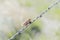 Grasshopper Impaled on Barbed Wire by Loggerhead Shrike in Rural