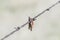 Grasshopper Impaled on Barbed Wire by Loggerhead Shrike in Rural