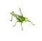 Grasshopper isolated