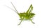 Grasshopper isolated on white