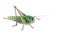 Grasshopper isolated on white