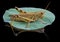 Grasshopper lands on lily pad