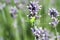 Grasshopper on a lavender