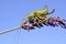 Grasshopper on lavender flower