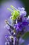 Grasshopper on lavender flowers