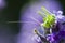 Grasshopper on lavender flowers