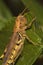 Grasshopper on a Leaf