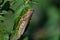 Grasshopper on leaf in garden.